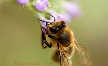无需激活直接用的网站攻击工具